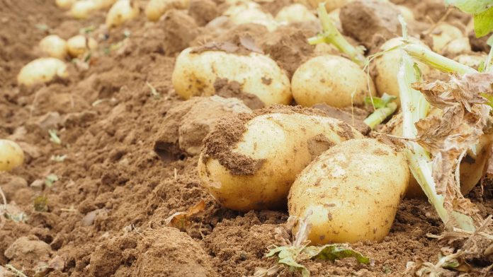 Brotan las primeras patatas nuevas en Sevilla con el estreno del Encuentro Agroprofesional de La Rinconada