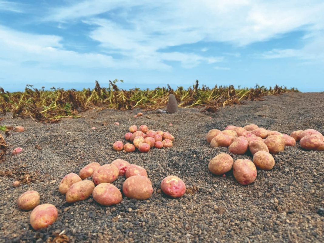 PPDP-LANZAROTE (3)