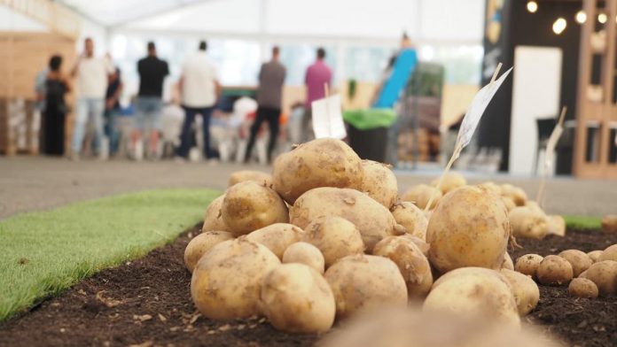 La campaña de la pataca arranca en Xinzo de Limia con Alimagro