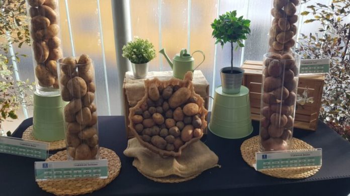 Teror celebra la cultura de la papa, un cultivo que define a Gran Canaria