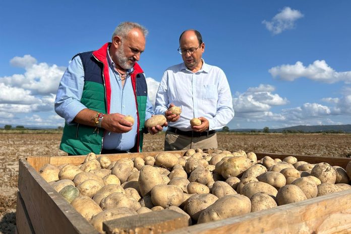 Innovación y diferenciación, claves para el futuro de la patata nueva del Campo de Cartagena
